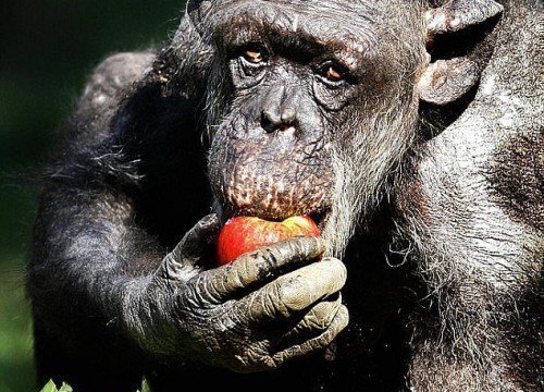 Θα κλάψεις βλέποντας αυτό το βίντεο: Ετοιμοθάνατος χιμπατζής επανέρχεται όταν βλέπει τον άνθρωπο που τον φρόντιζε