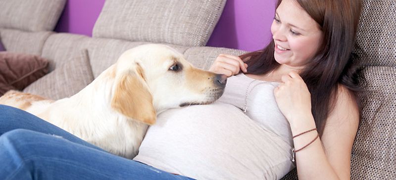 Σκυλί και… εγκυμοσύνη