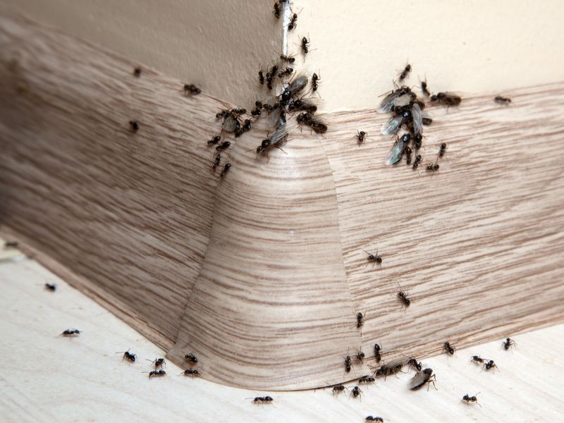 2 τρόποι για να απαλλαγείτε από τα μυρμήγκια