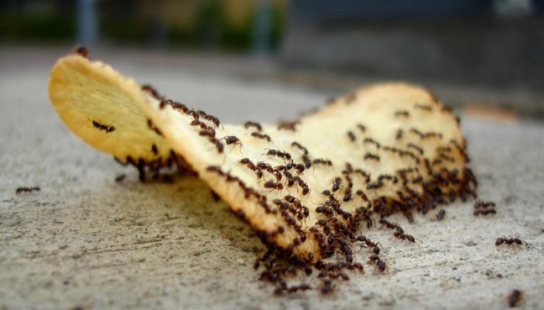 4+1 tips για να καταπολεμήσετε τα μυρμήγκια που εμφανίζονται την άνοιξη