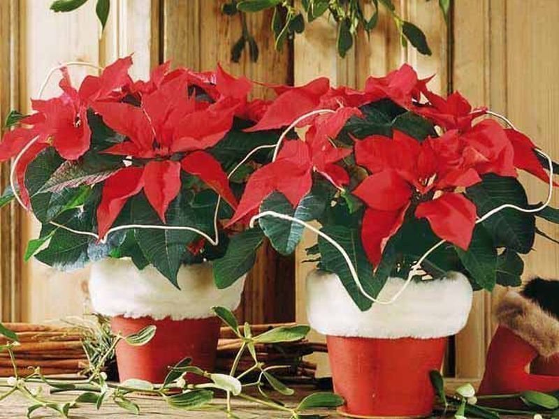 Πώς θα διακοσμήσετε στο σπίτι σας το φυτό των Χριστουγέννων;