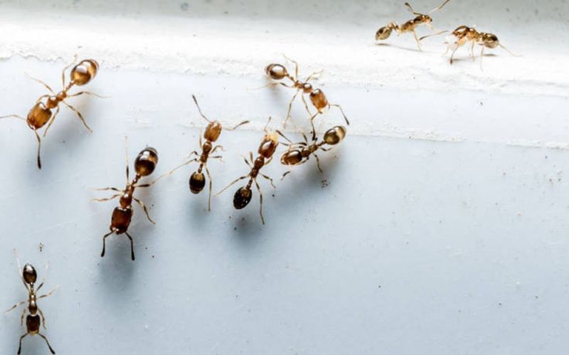 Δύο τρικ για να ξεμπερδέψετε με τα μυρμήγκια