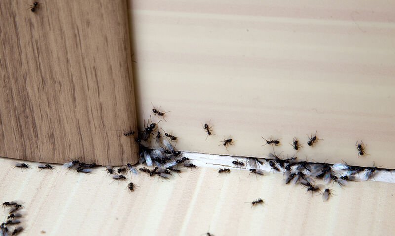 10+4 τρόποι για να διώξεις τα μυρμήγκια από το σπίτι