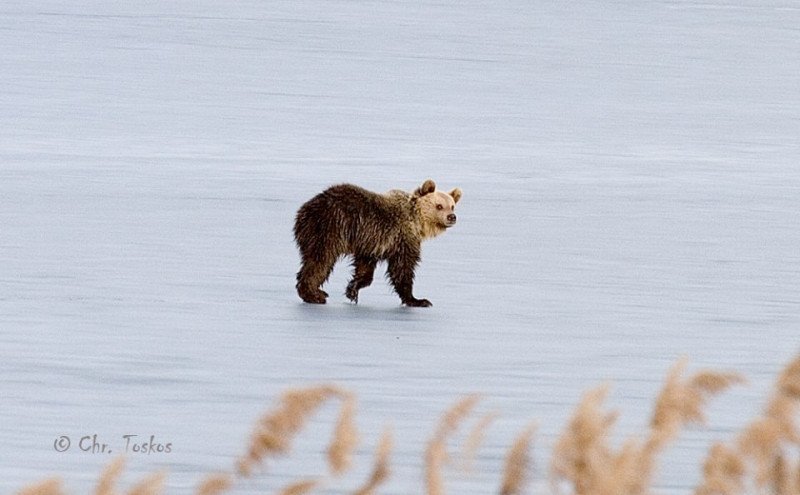 Απίστευτο θέαμα: Αρκουδάκι έκοβε βόλτες σε παγωμένη λίμνη στην Ελλάδα